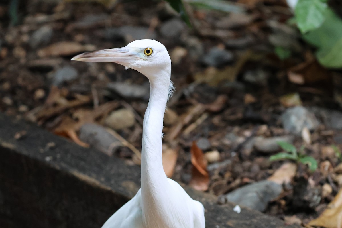 Pasifik Kıyı Balıkçılı - ML646362472