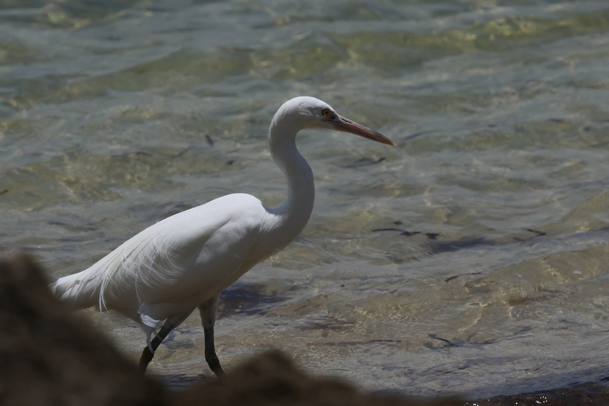 sothegre - ML646362473