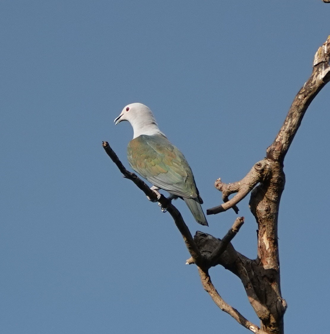 Yeşil Has Güvercin - ML646362474