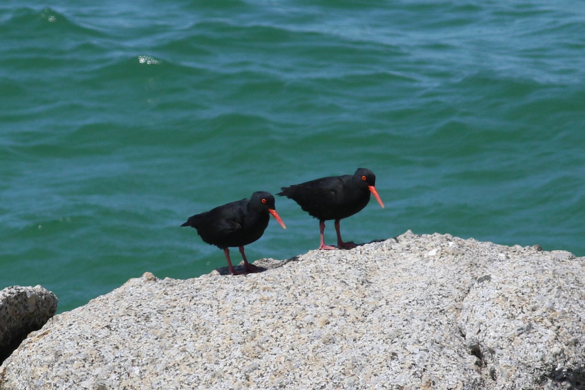 Afrika Poyrazkuşu - ML646362475