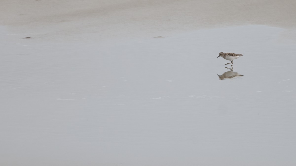 Cüce Kumkuşu - ML646362476