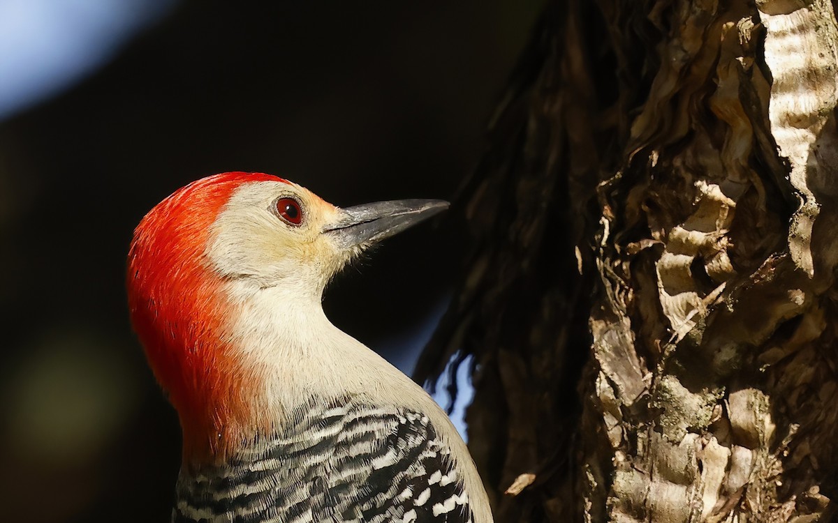 Kızılca Karınlı Ağaçkakan - ML646362477