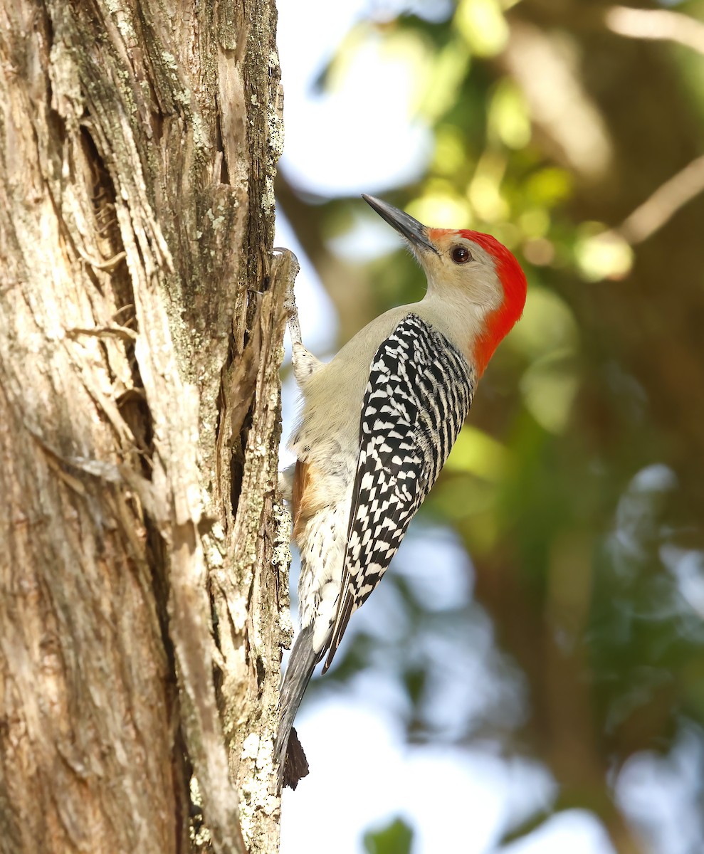 Kızılca Karınlı Ağaçkakan - ML646362478