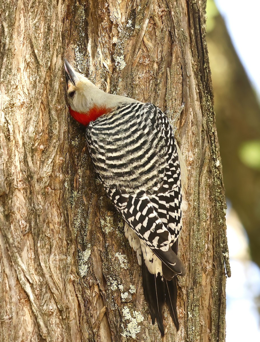 Kızılca Karınlı Ağaçkakan - ML646362479