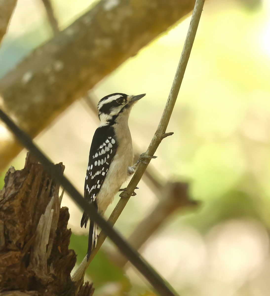 Ala Kerkenez - ML646362482