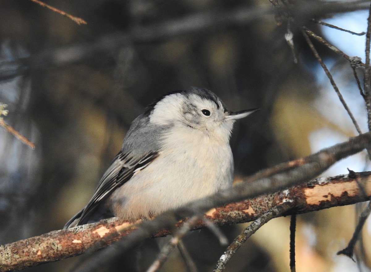 White-breasted Nuthatch - ML646362483