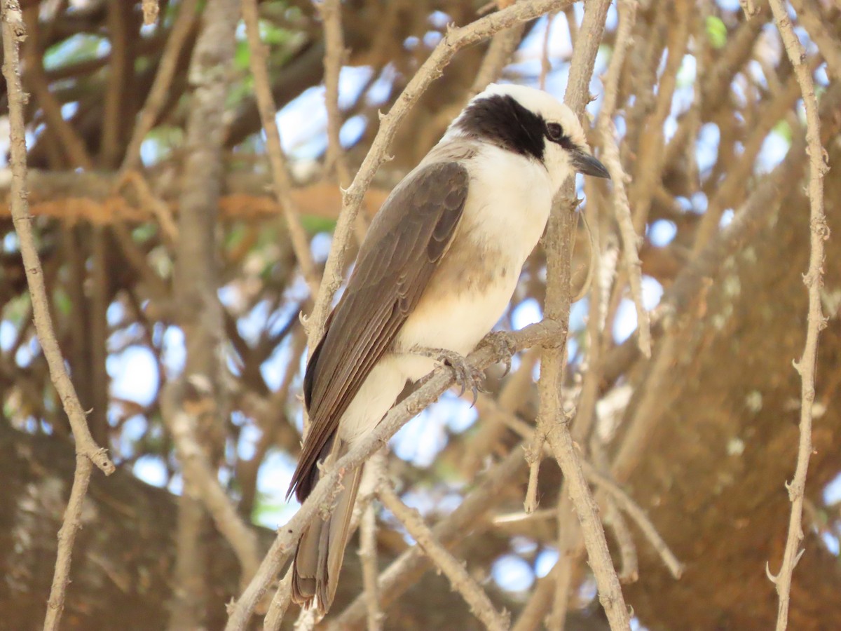 Ak Sokumlu Örümcekkuşu - ML646362484