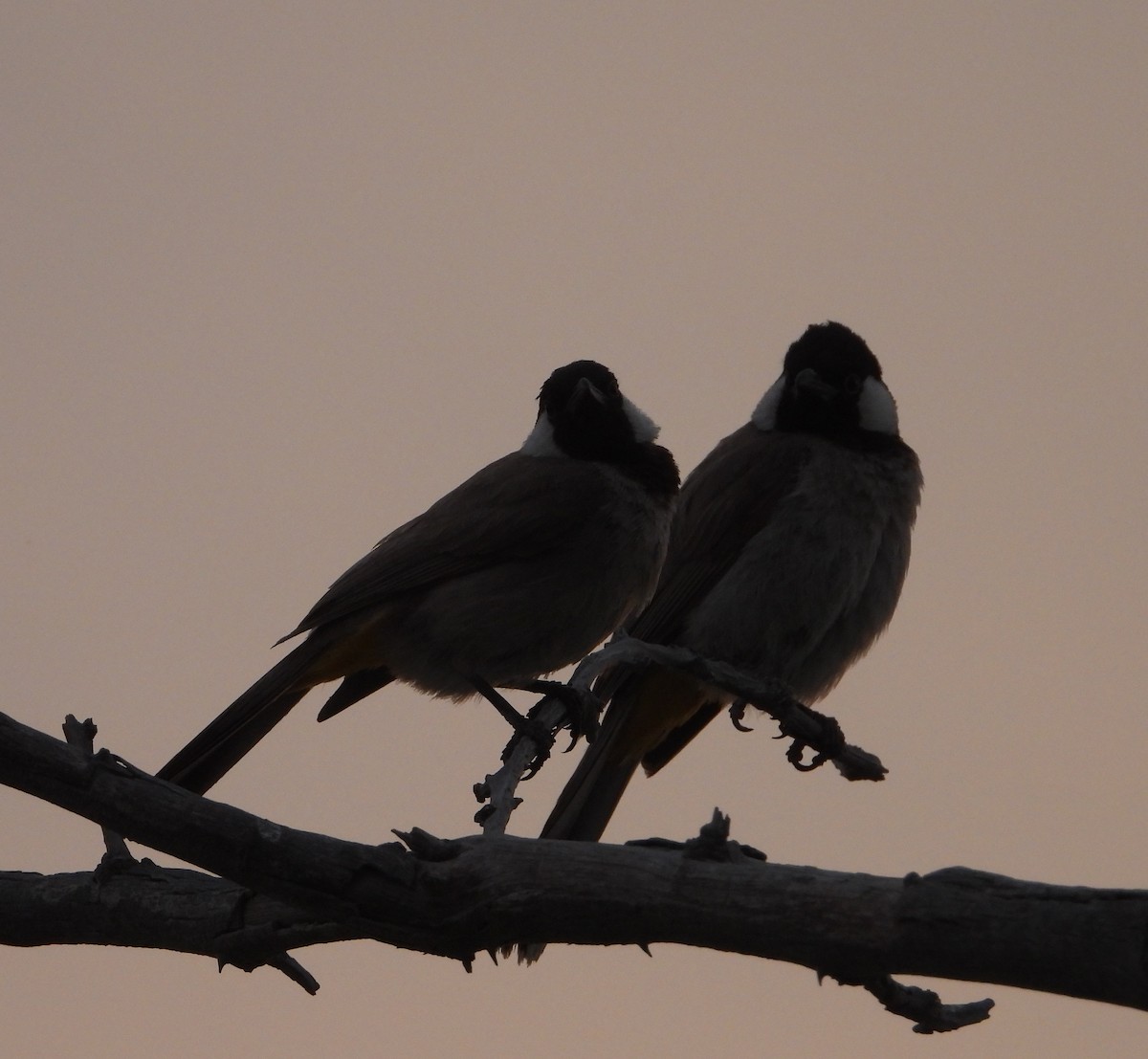 Ak Yanaklı Arapbülbülü - ML646362488