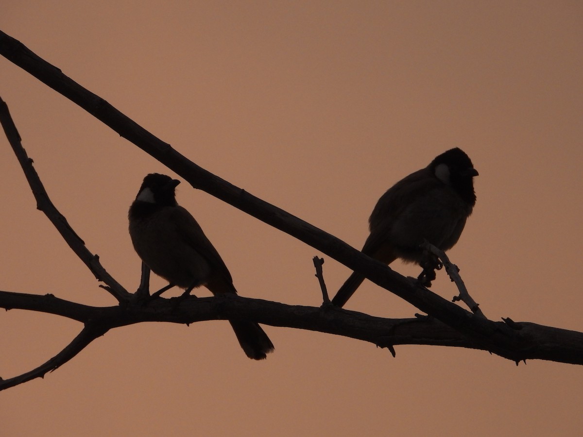 Ak Yanaklı Arapbülbülü - ML646362489