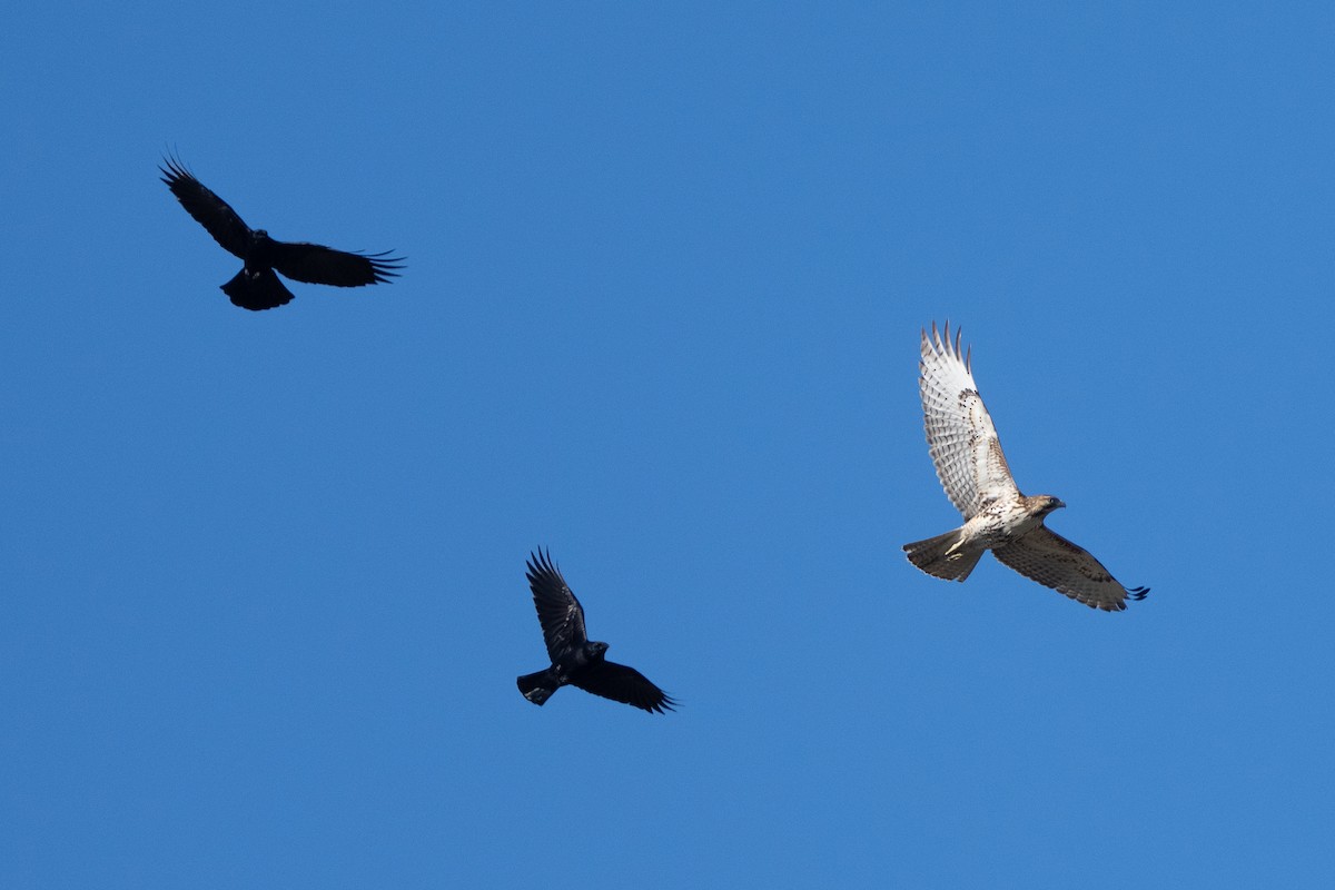 Kızıl Kuyruklu Şahin - ML646362492