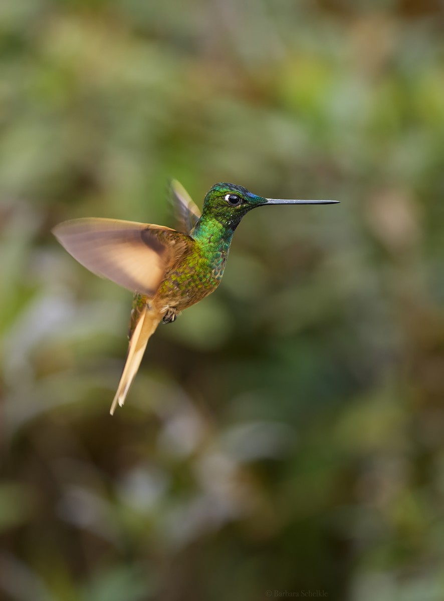 inka fialkovohrdlý (ssp. osculans) - ML646362494