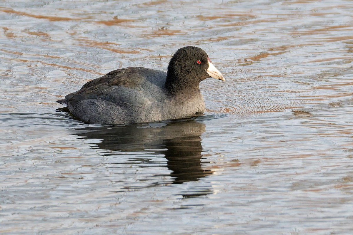 Лиска американська - ML646362503