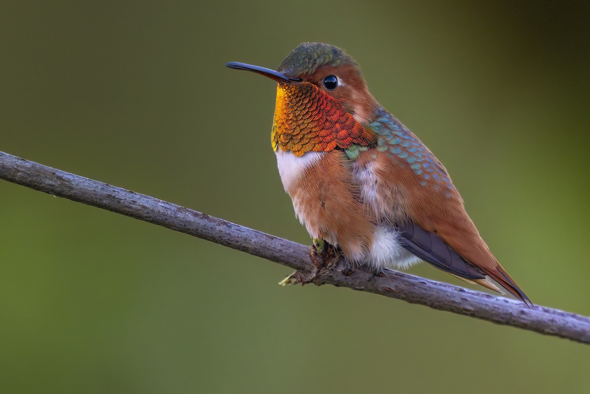 Allen's Hummingbird - ML646362510