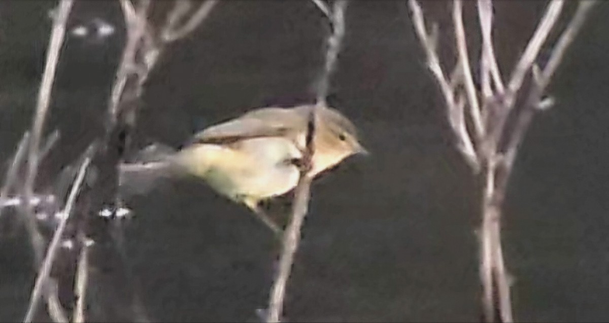 Common Chiffchaff - ML646362511