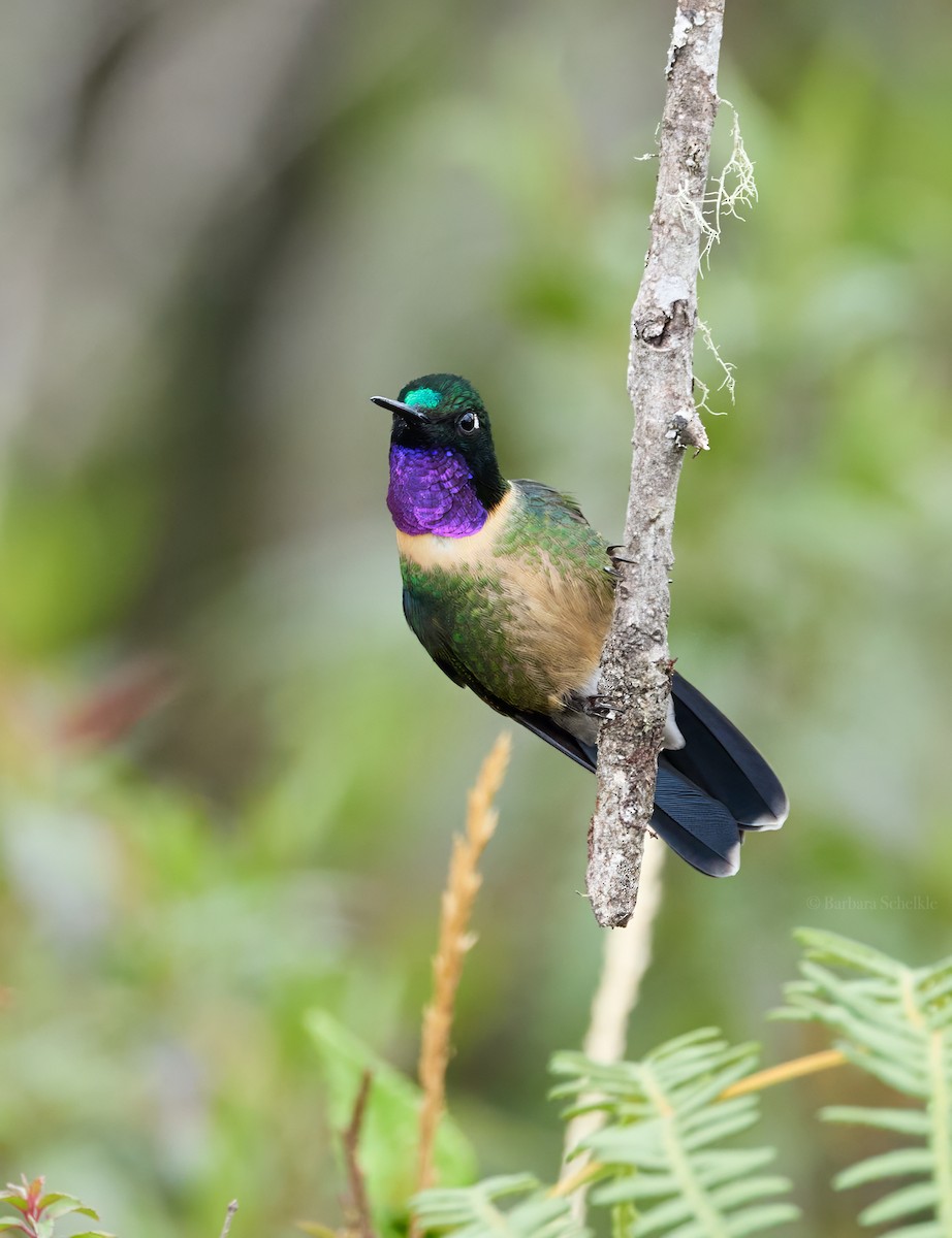 kolibřík sluneční - ML646362513