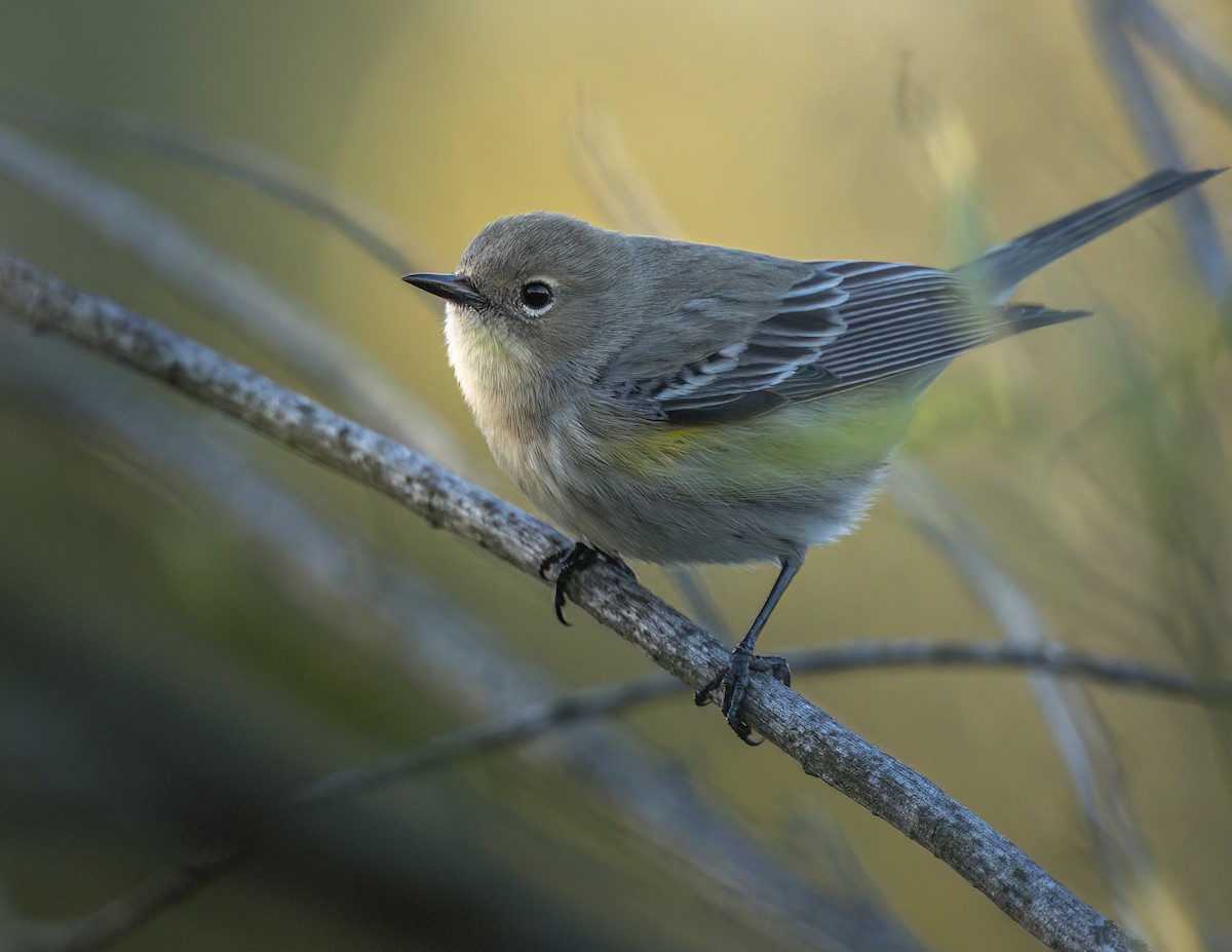 Yellow-rumped Warbler - ML646362518