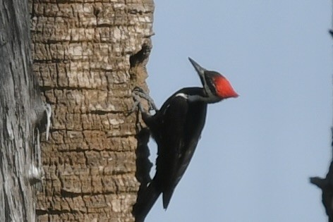 Kuzey Amerika Kara Ağaçkakanı - ML646362522