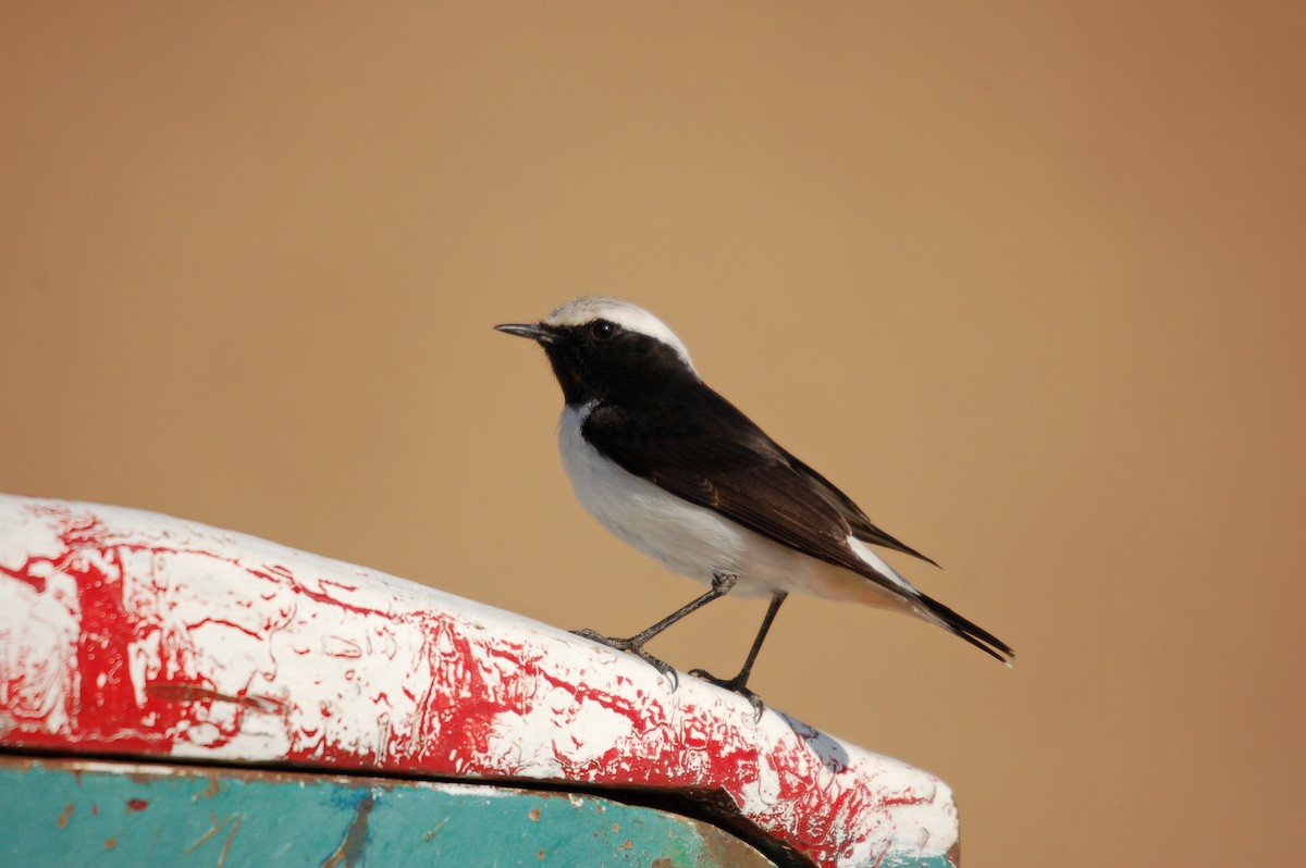 Mourning Wheatear - ML646362523
