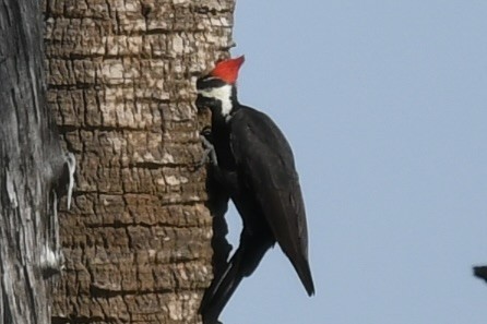 Kuzey Amerika Kara Ağaçkakanı - ML646362524