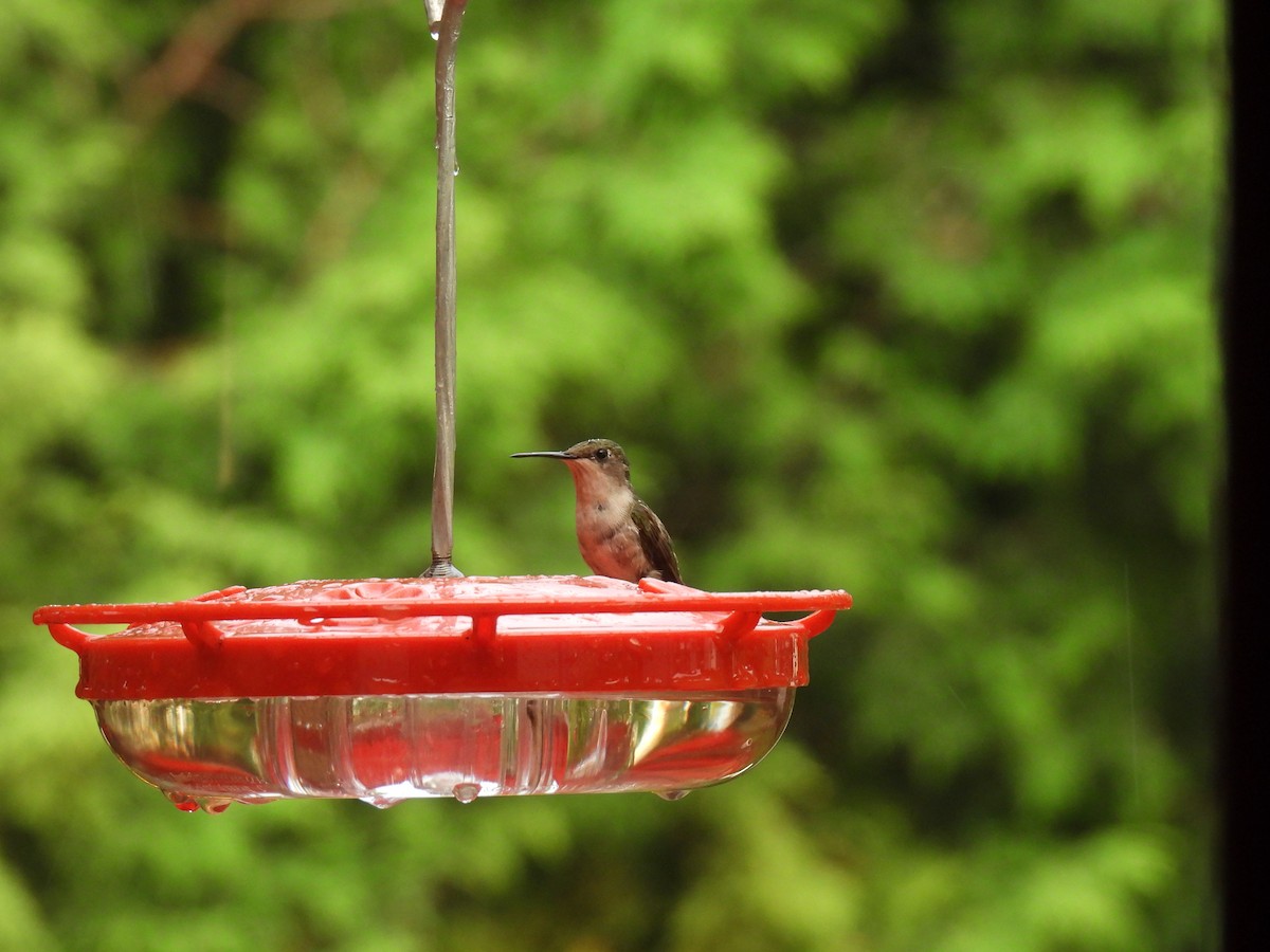 Колібрі рубіновогорлий - ML646362525