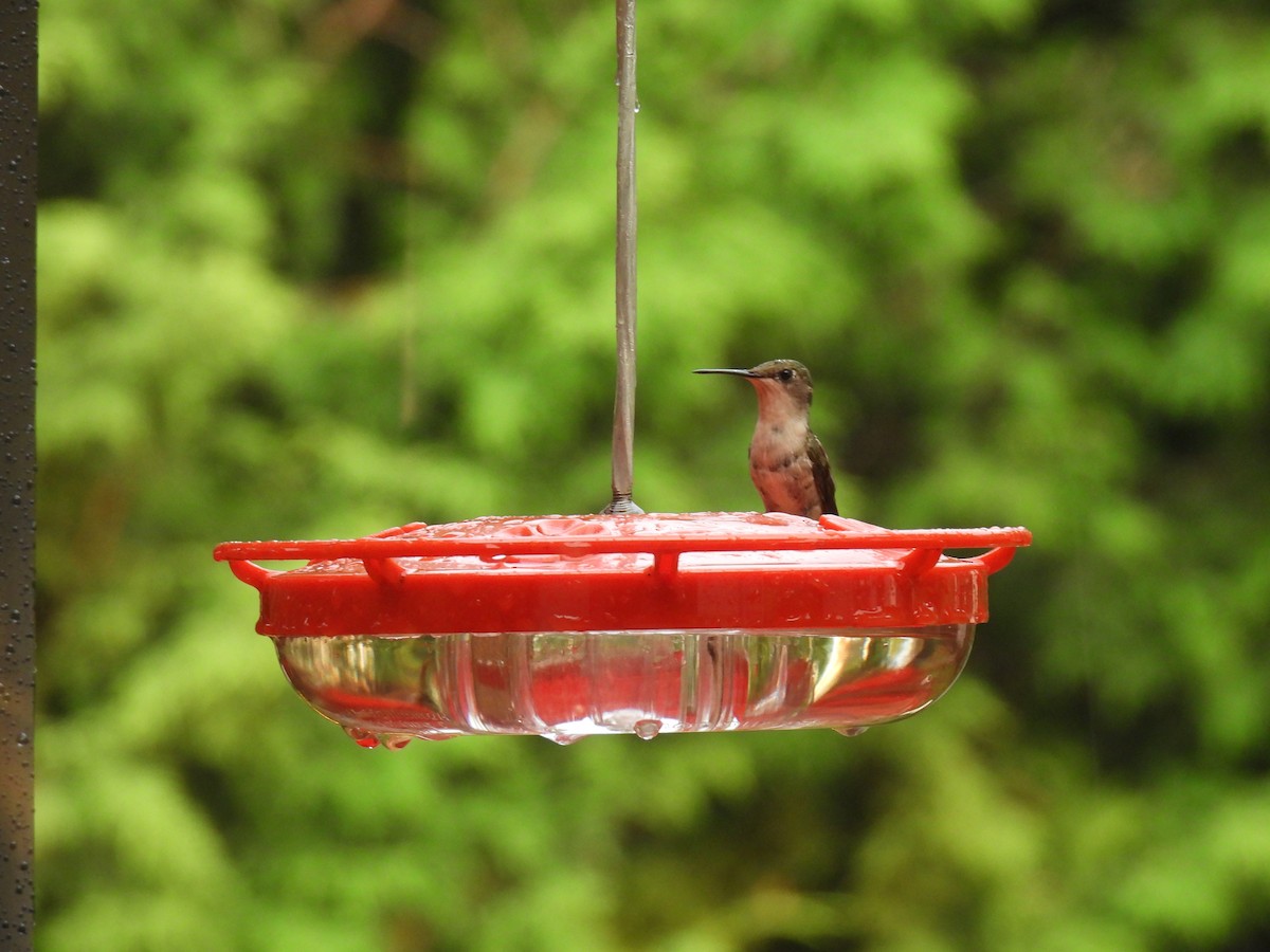 Колібрі рубіновогорлий - ML646362526