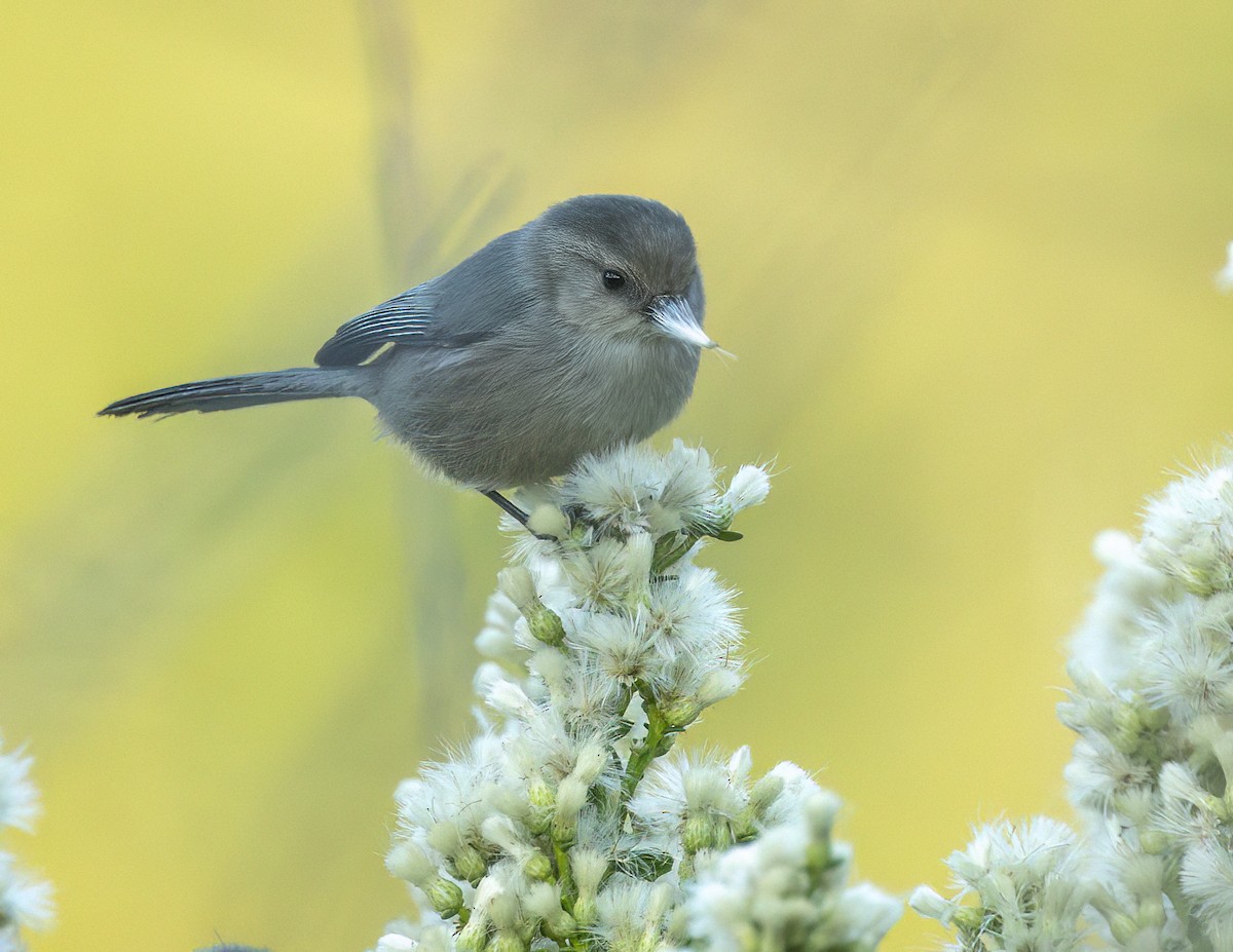 Bushtit - ML646362527