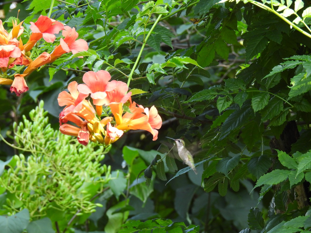 Колібрі рубіновогорлий - ML646362528