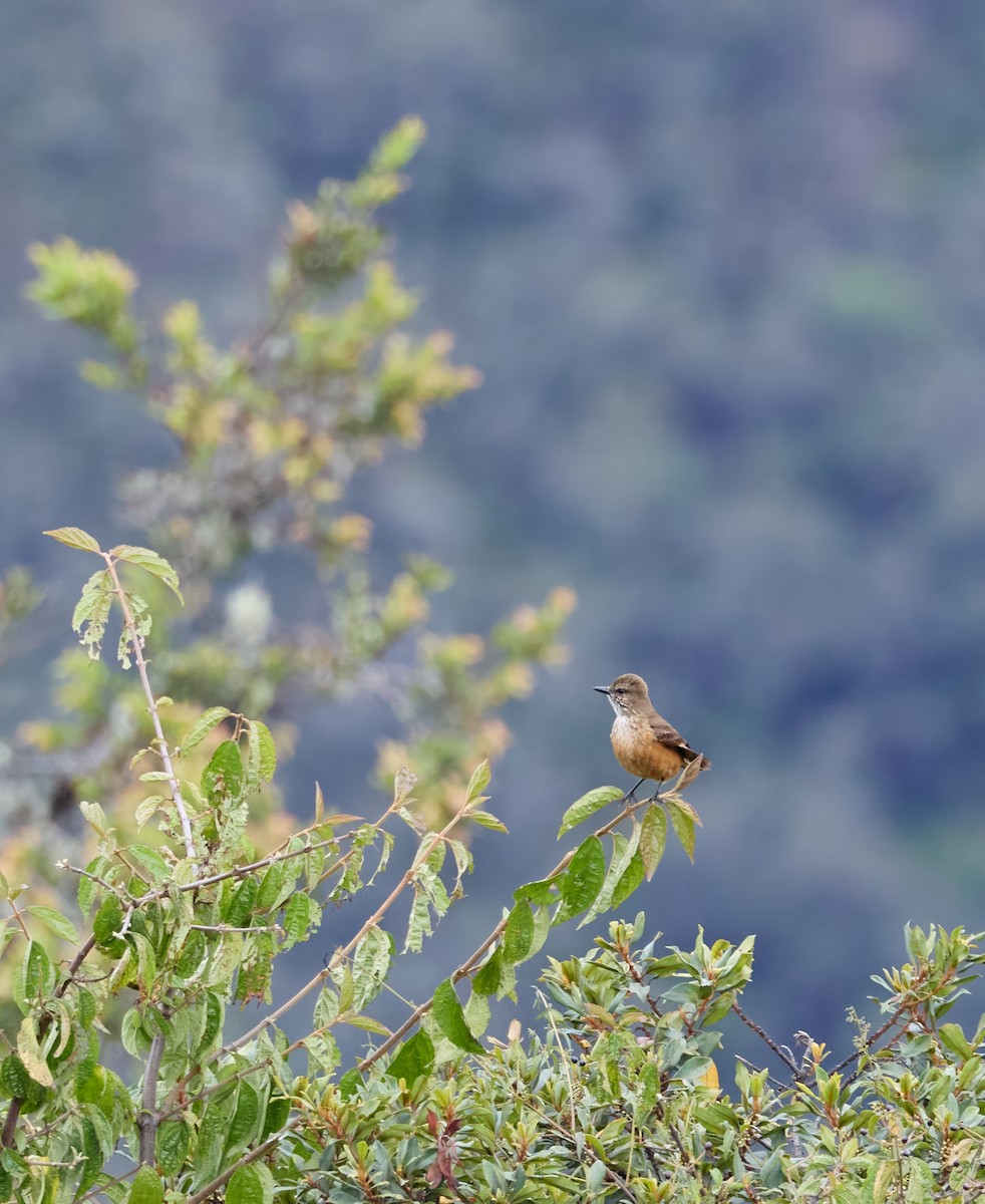 Streak-throated Bush-Tyrant - ML646362531
