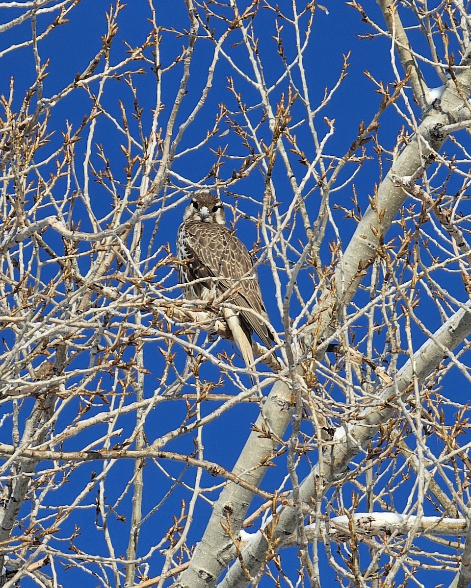 Prairie Falcon - ML646362532