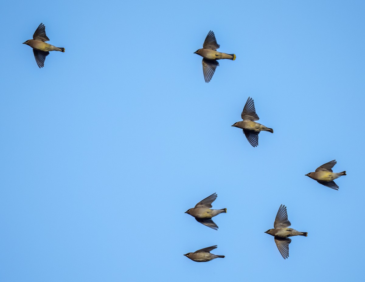 Cedar Waxwing - ML646362533