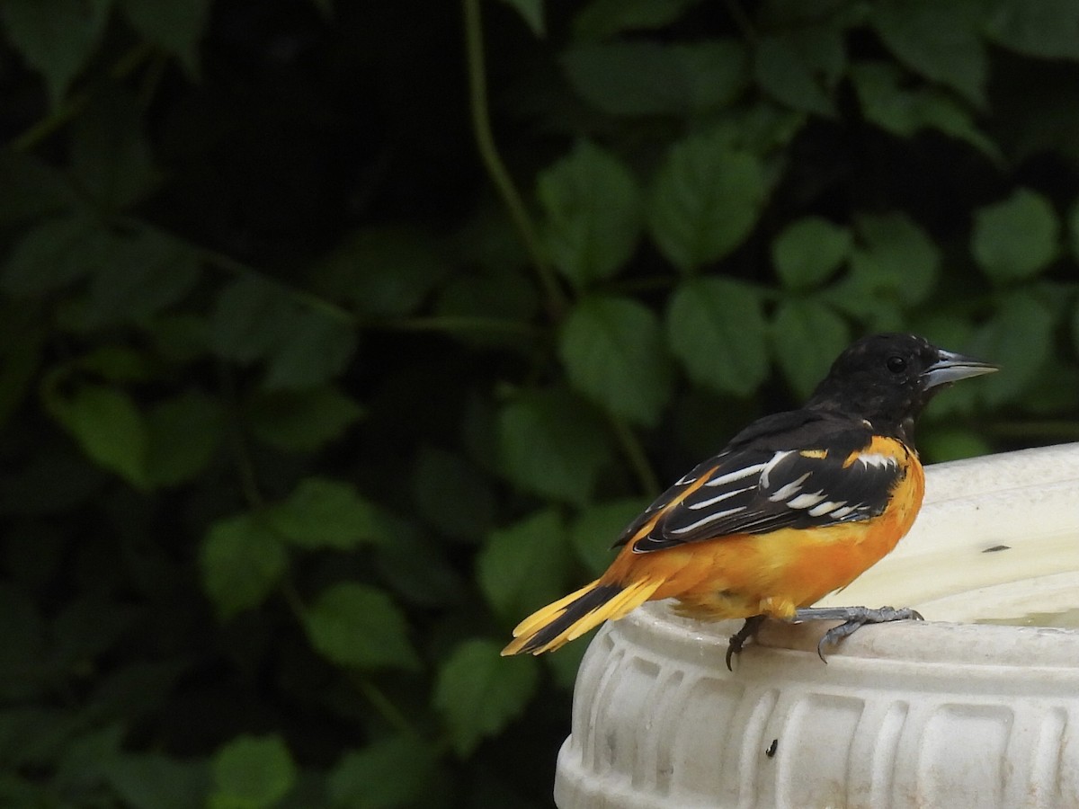 trupiál baltimorský - ML646362534