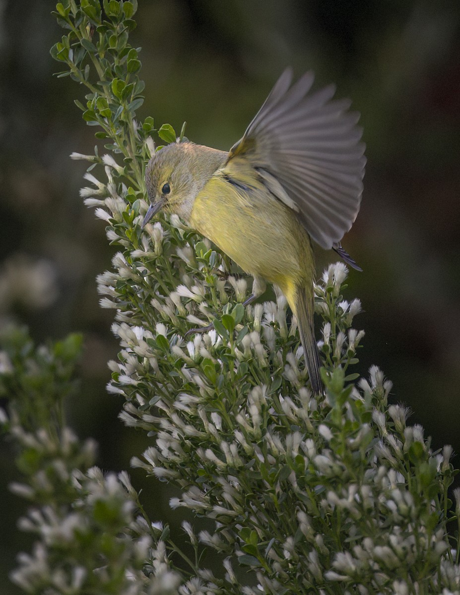 Orange-crowned Warbler - ML646362541