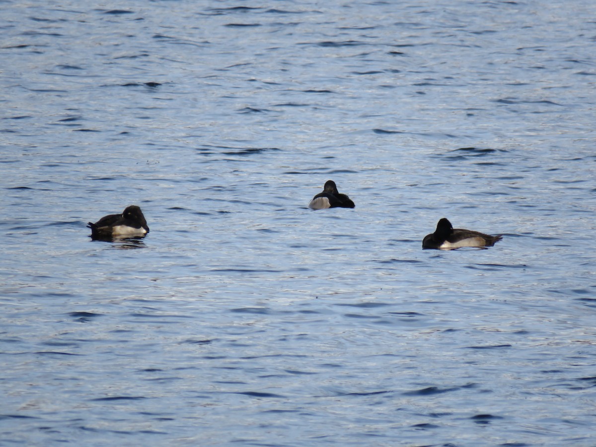 Ring-necked Duck - ML646362542
