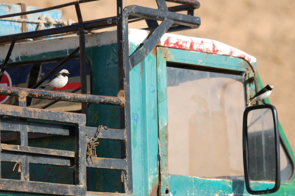 Mourning Wheatear - ML646362543
