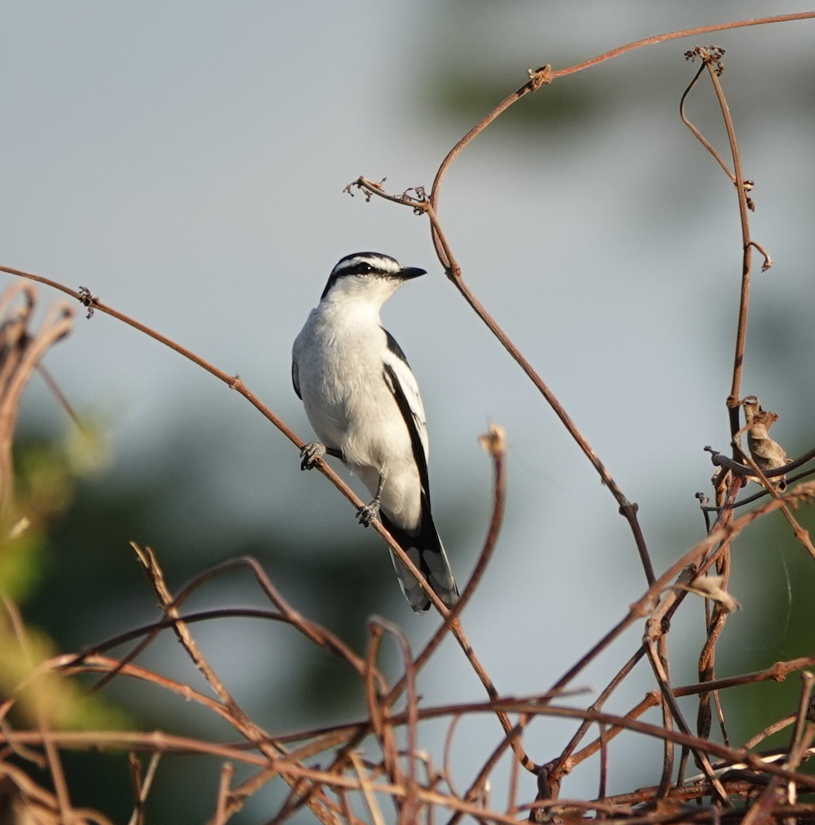 parktrillefugl - ML646362544