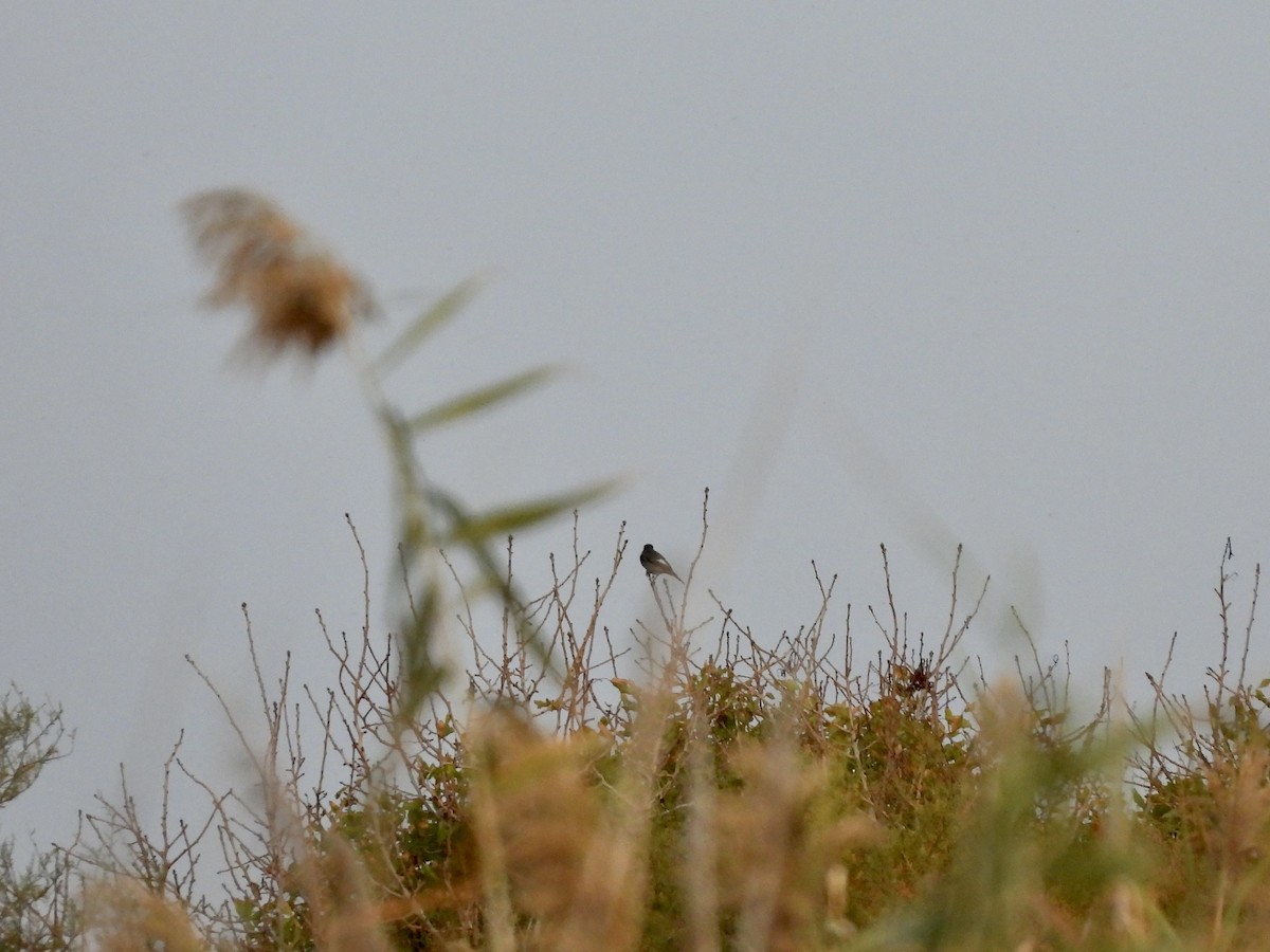 svartrødstjert - ML646362545