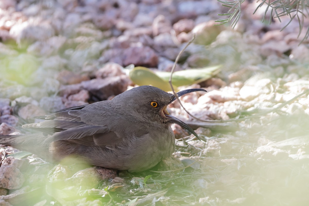 kaktusspottefugl - ML646362546