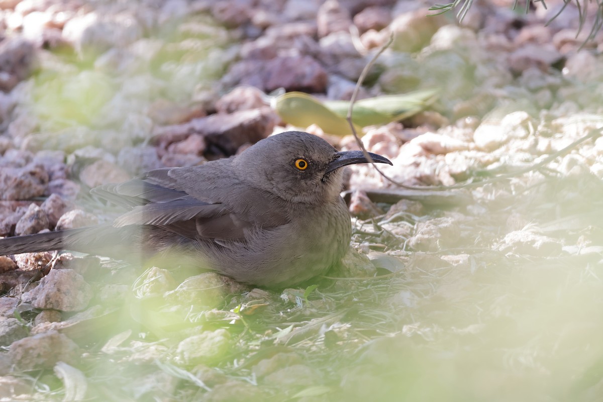 kaktusspottefugl - ML646362547