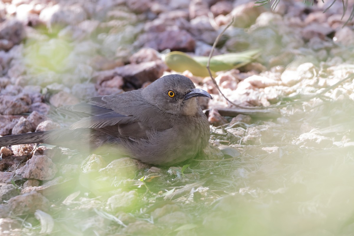 kaktusspottefugl - ML646362548