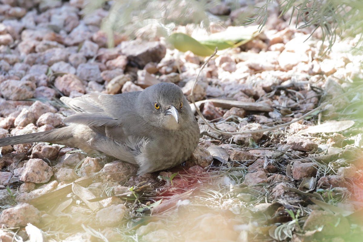 kaktusspottefugl - ML646362549