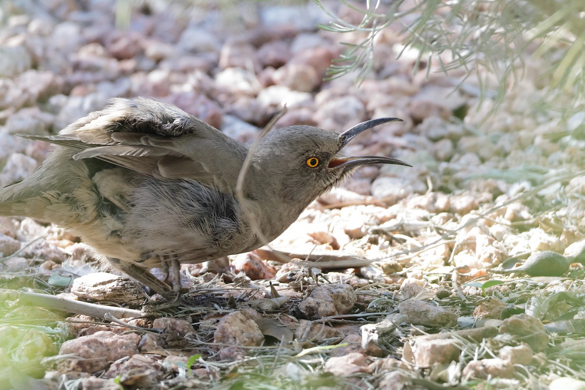 kaktusspottefugl - ML646362550