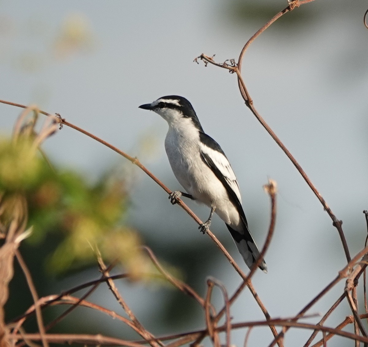 parktrillefugl - ML646362551