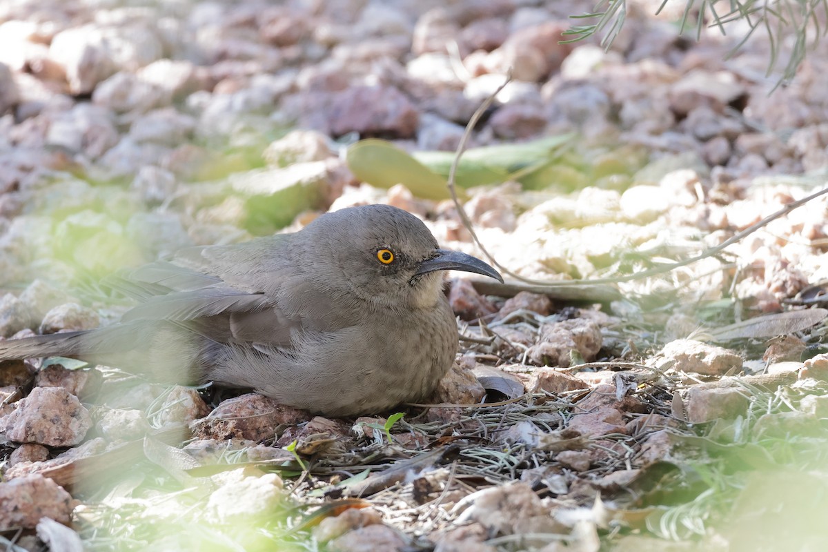 kaktusspottefugl - ML646362552