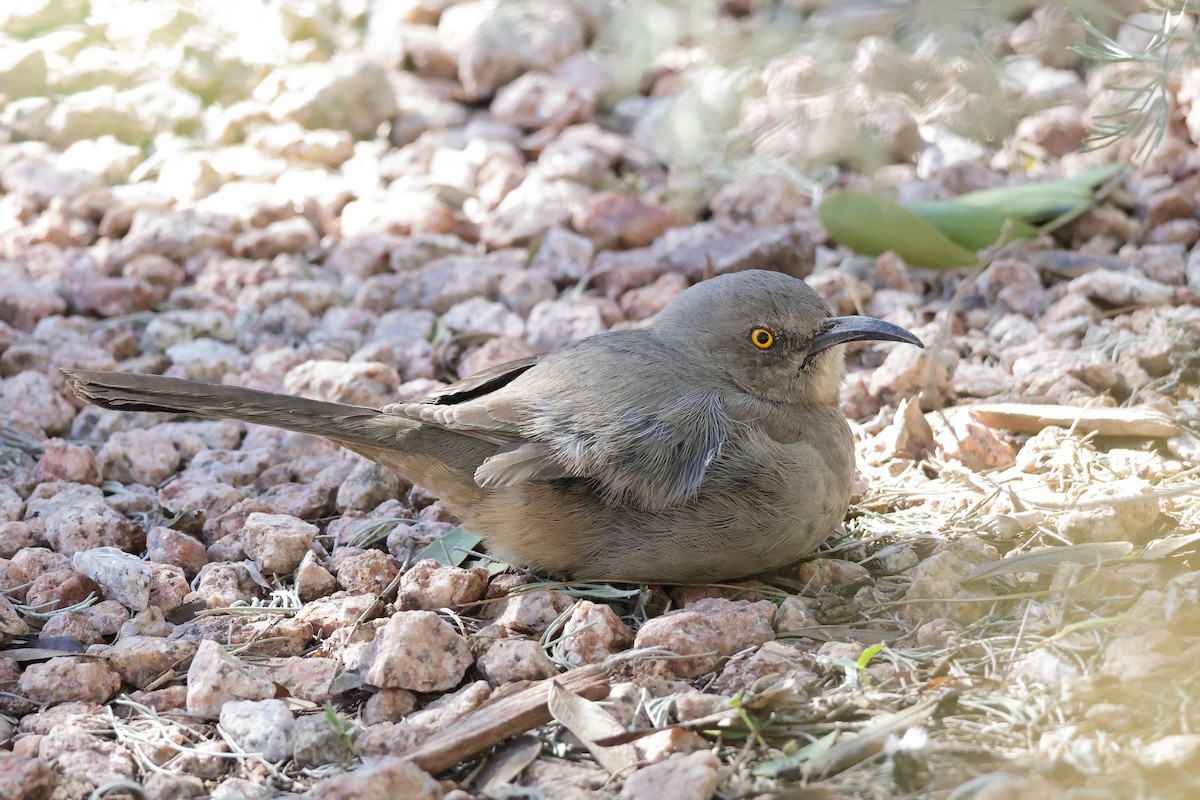 Curve-billed Thrasher - ML646362553