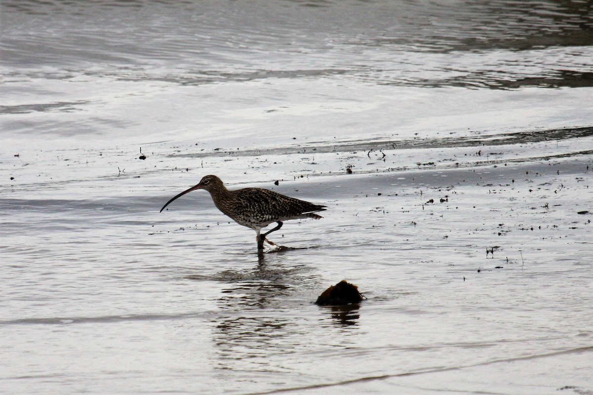 storspove - ML646362556