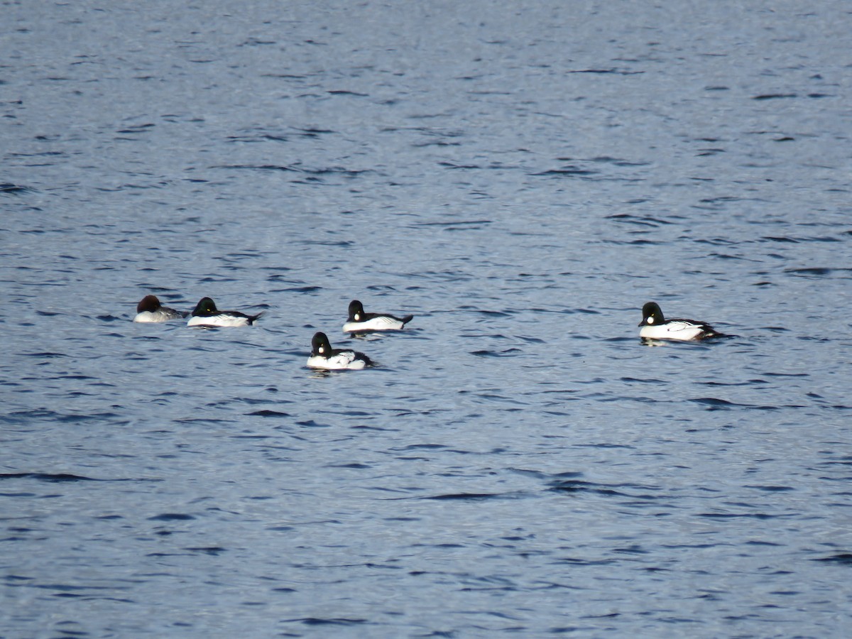 kvinand - ML646362560