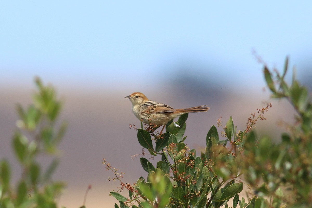 ringlegressanger - ML646362563