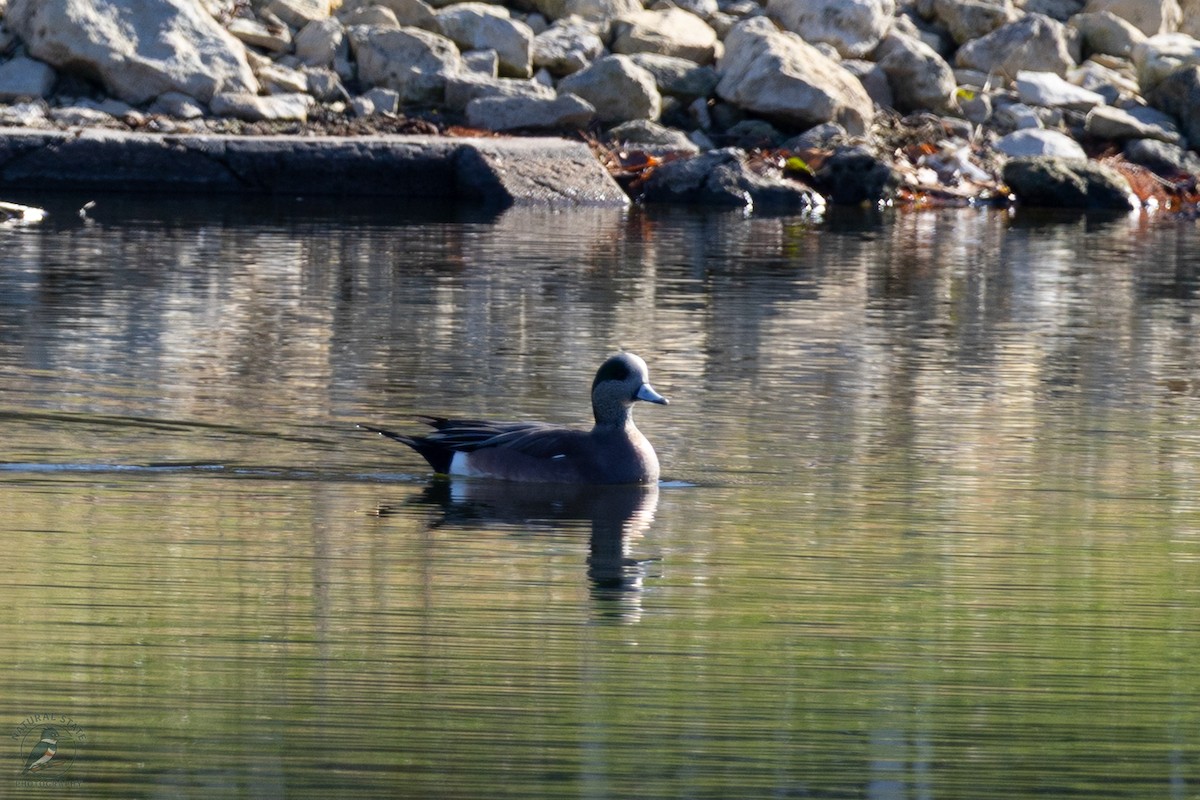 amerikablesand - ML646362564