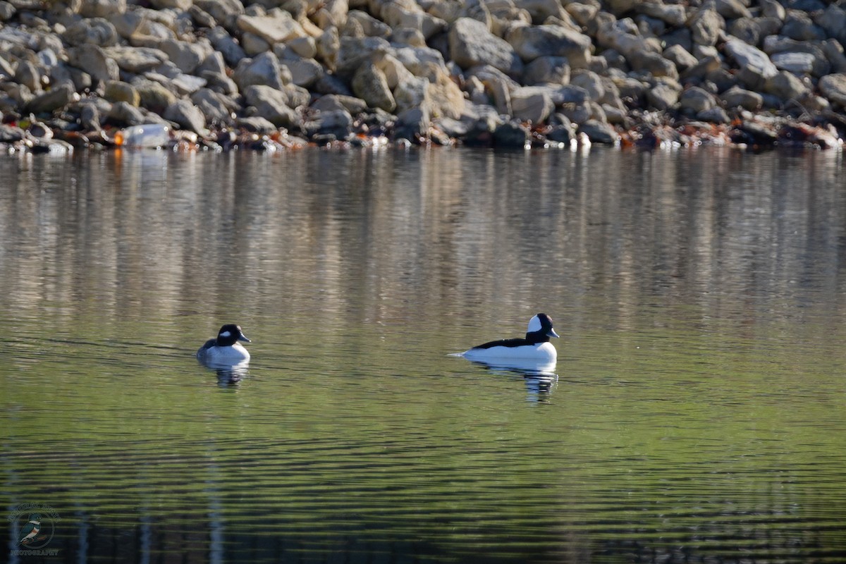 bøffeland - ML646362567
