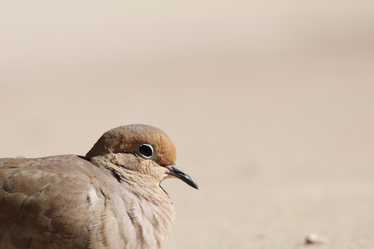 sørgedue - ML646362568